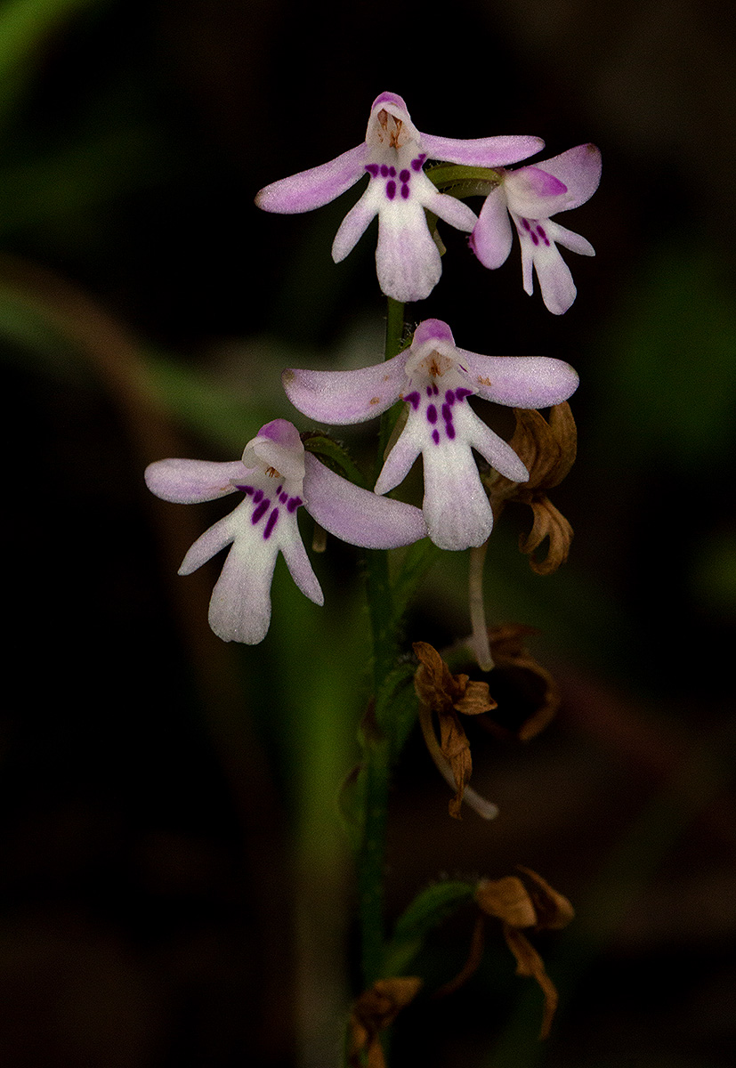 Cynorkis debilis Cynorkis debilis