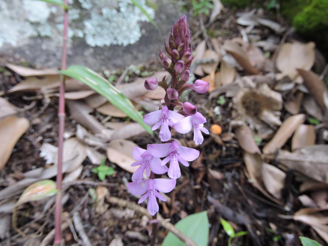 Cynorkis debilis Cynorkis debilis