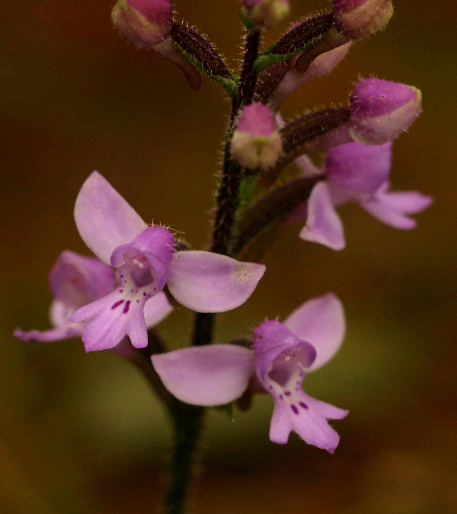 Cynorkis kassneriana