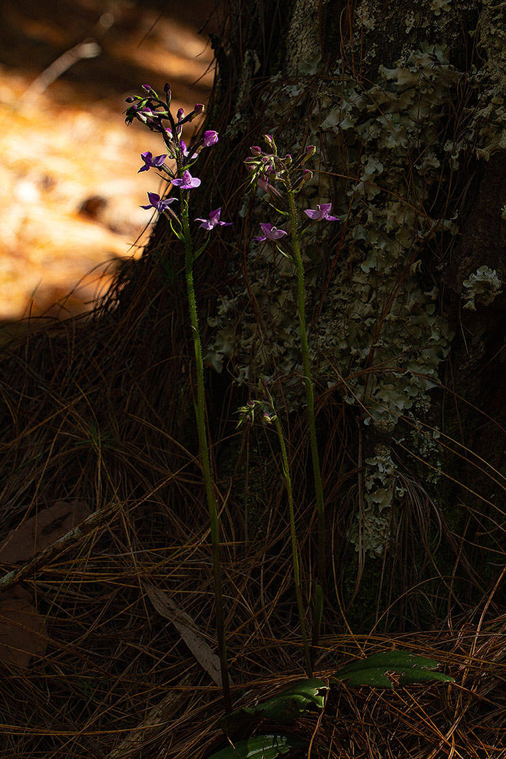 Cynorkis kassneriana