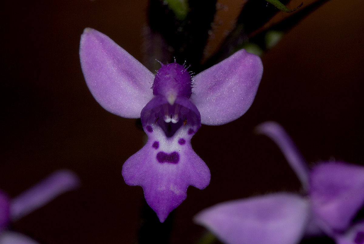 Cynorkis kassneriana