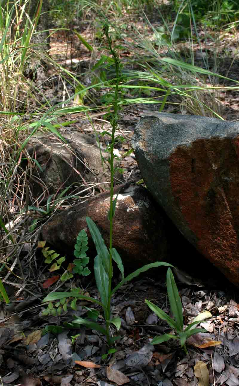 Habenaria amoena Habenaria amoena