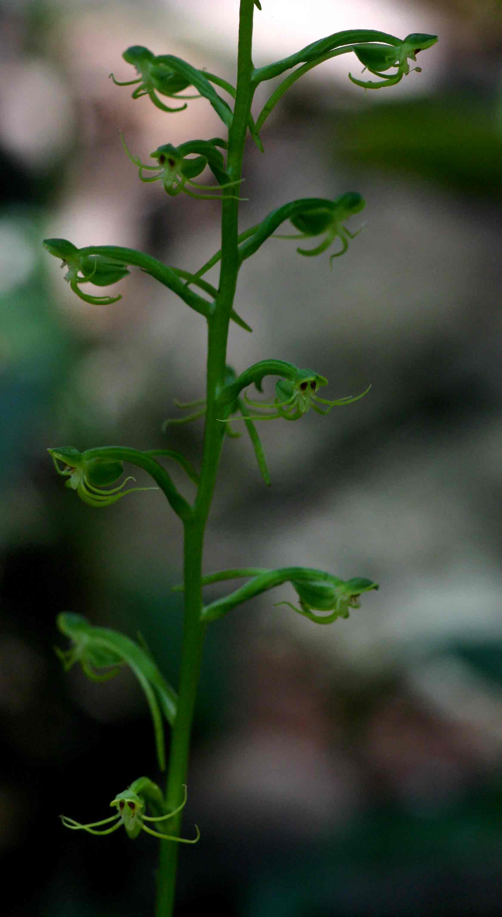 Habenaria amoena