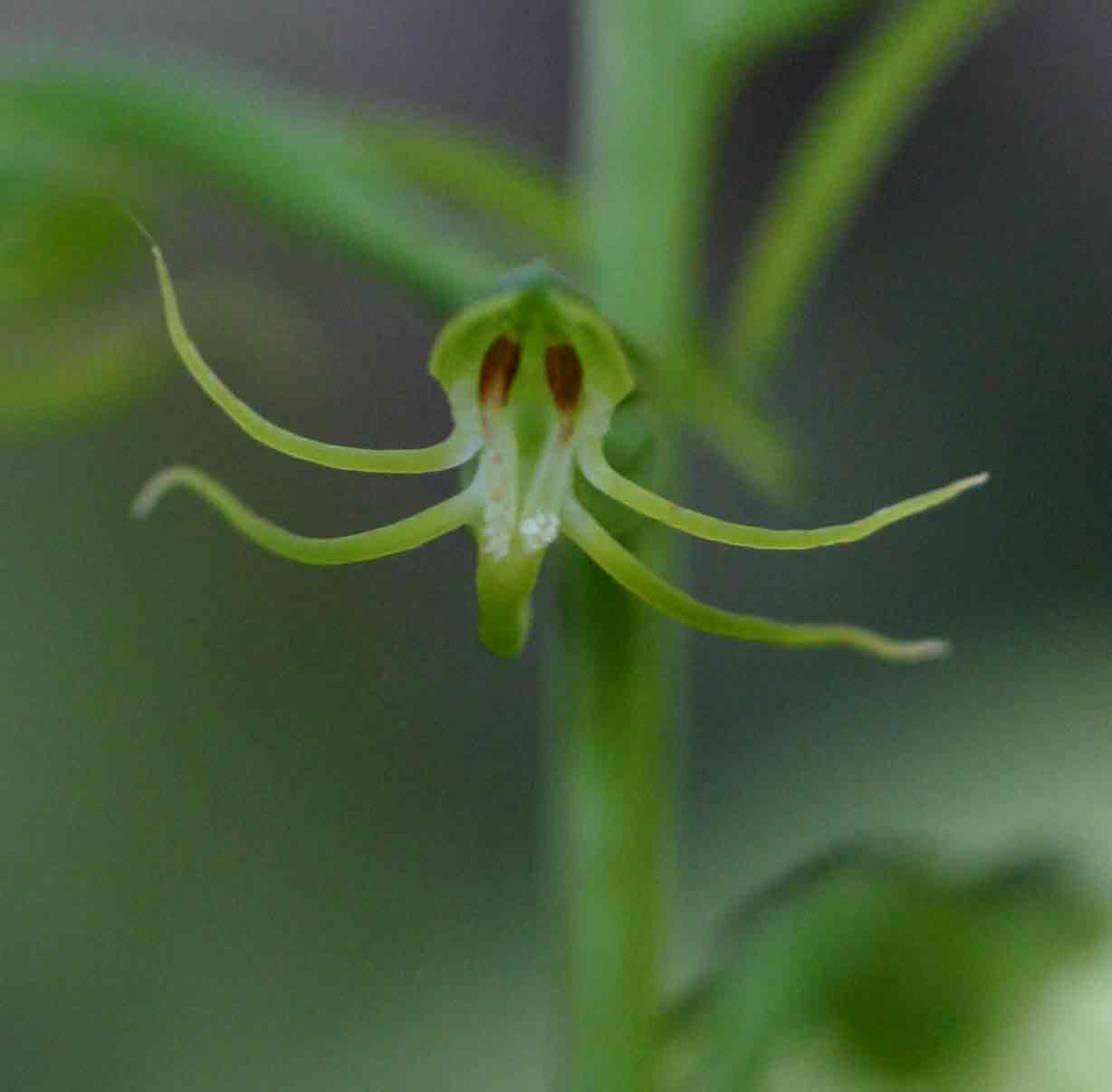 Habenaria amoena