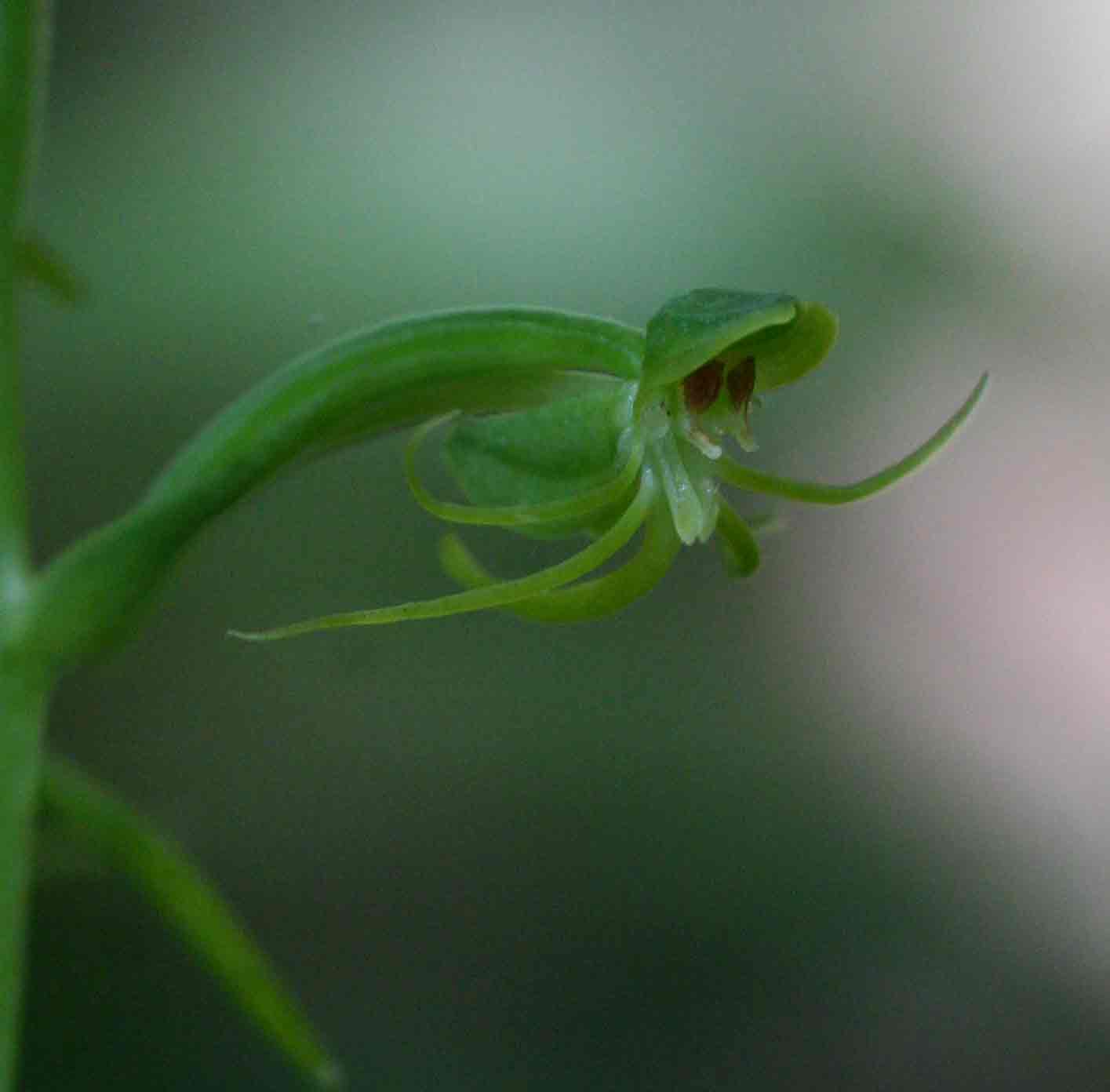 Habenaria amoena