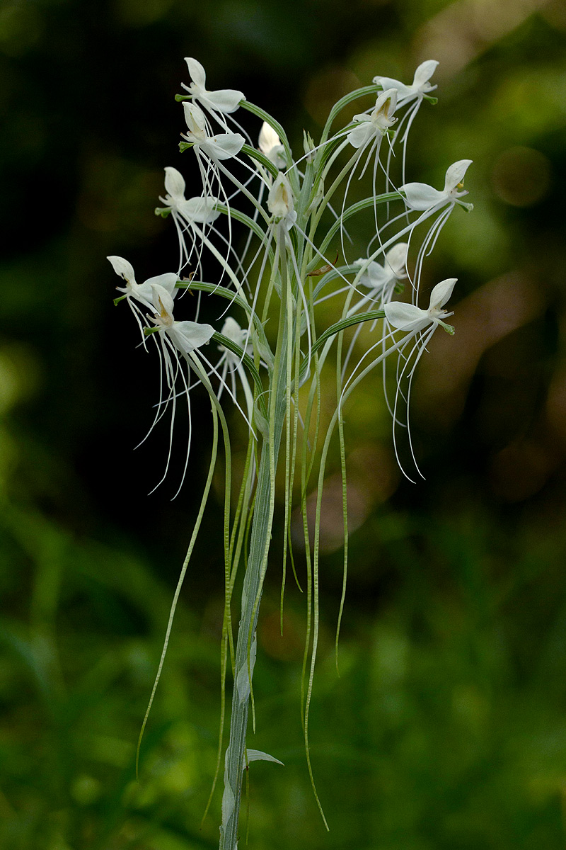 Habenaria armatissima Habenaria armatissima