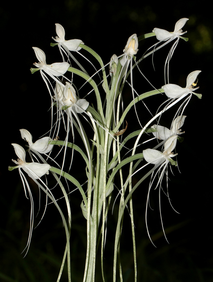 Habenaria armatissima Habenaria armatissima