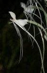 Habenaria armatissima