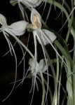 Habenaria armatissima