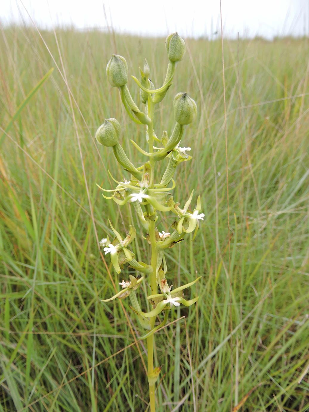 Habenaria calvilabris