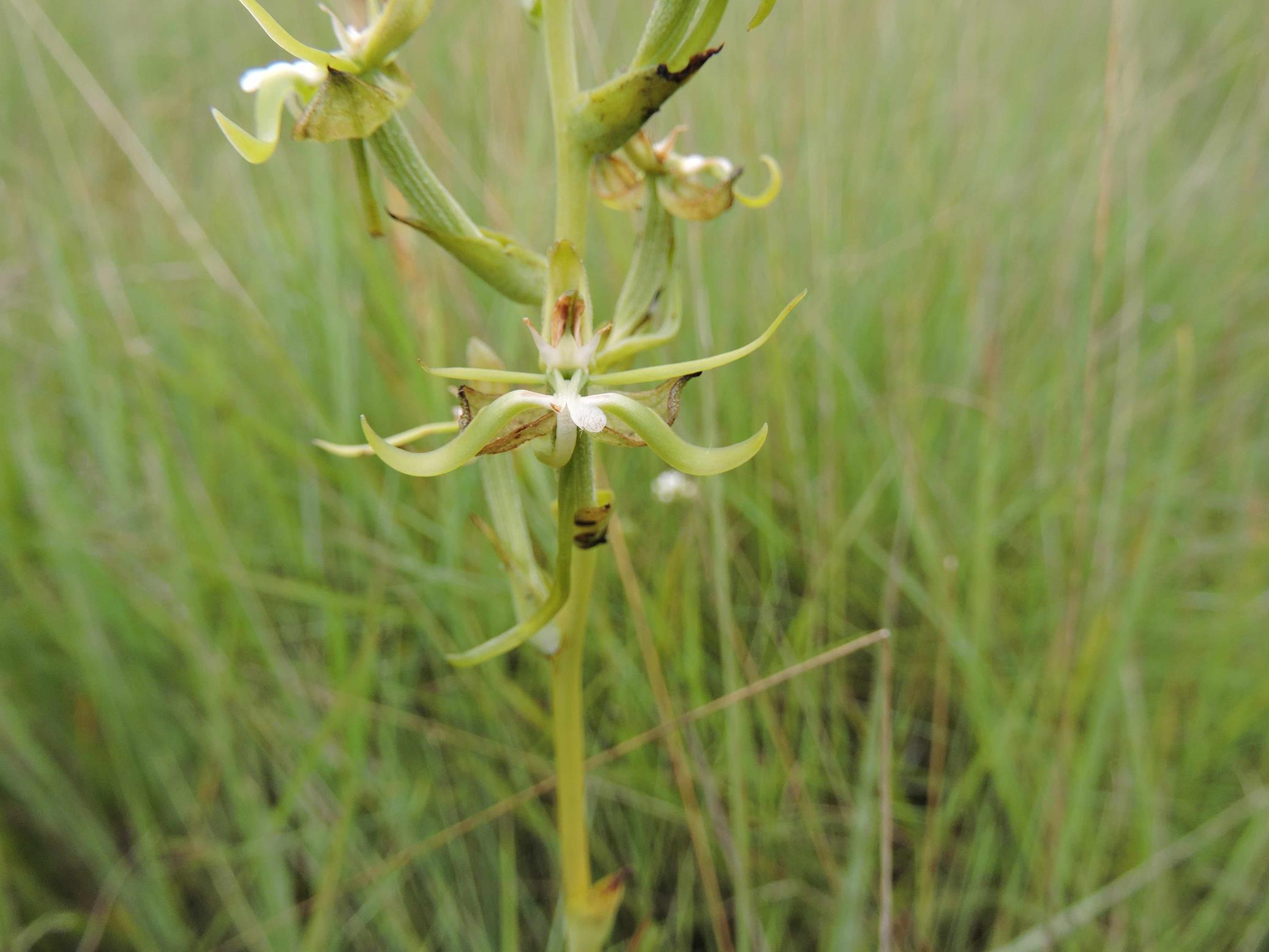 Habenaria calvilabris