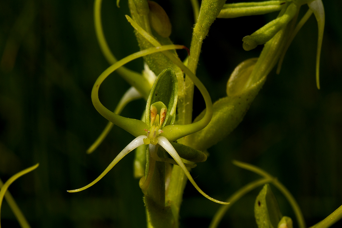 Habenaria clavata