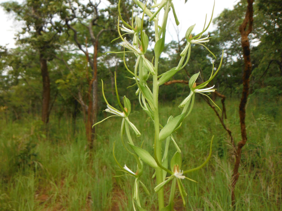 Habenaria clavata Habenaria clavata