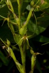 Habenaria clavata
