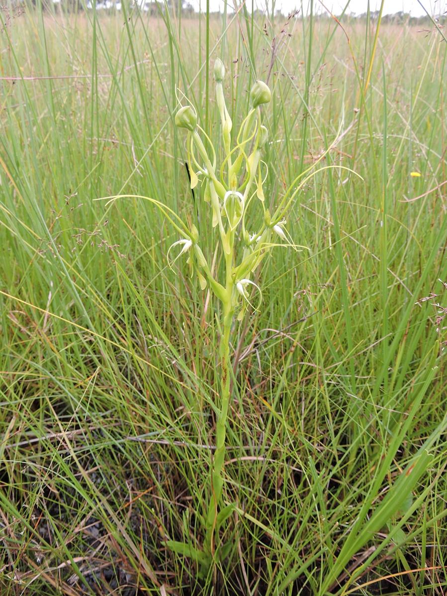 Habenaria cornuta