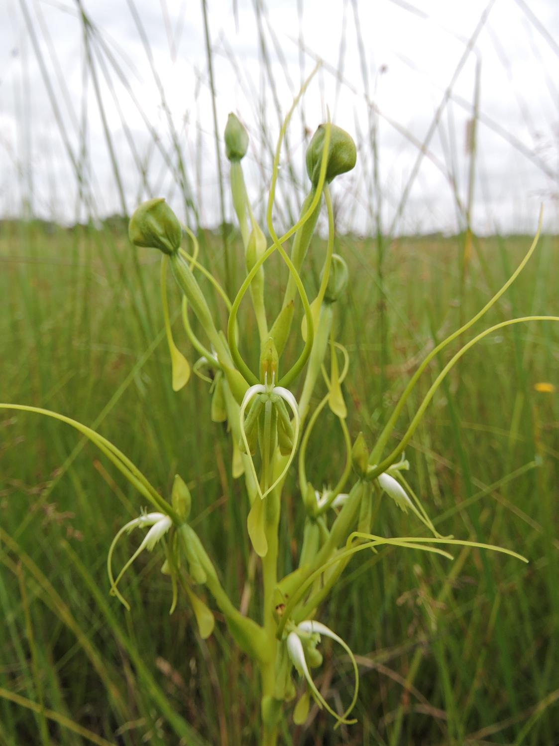 Habenaria cornuta