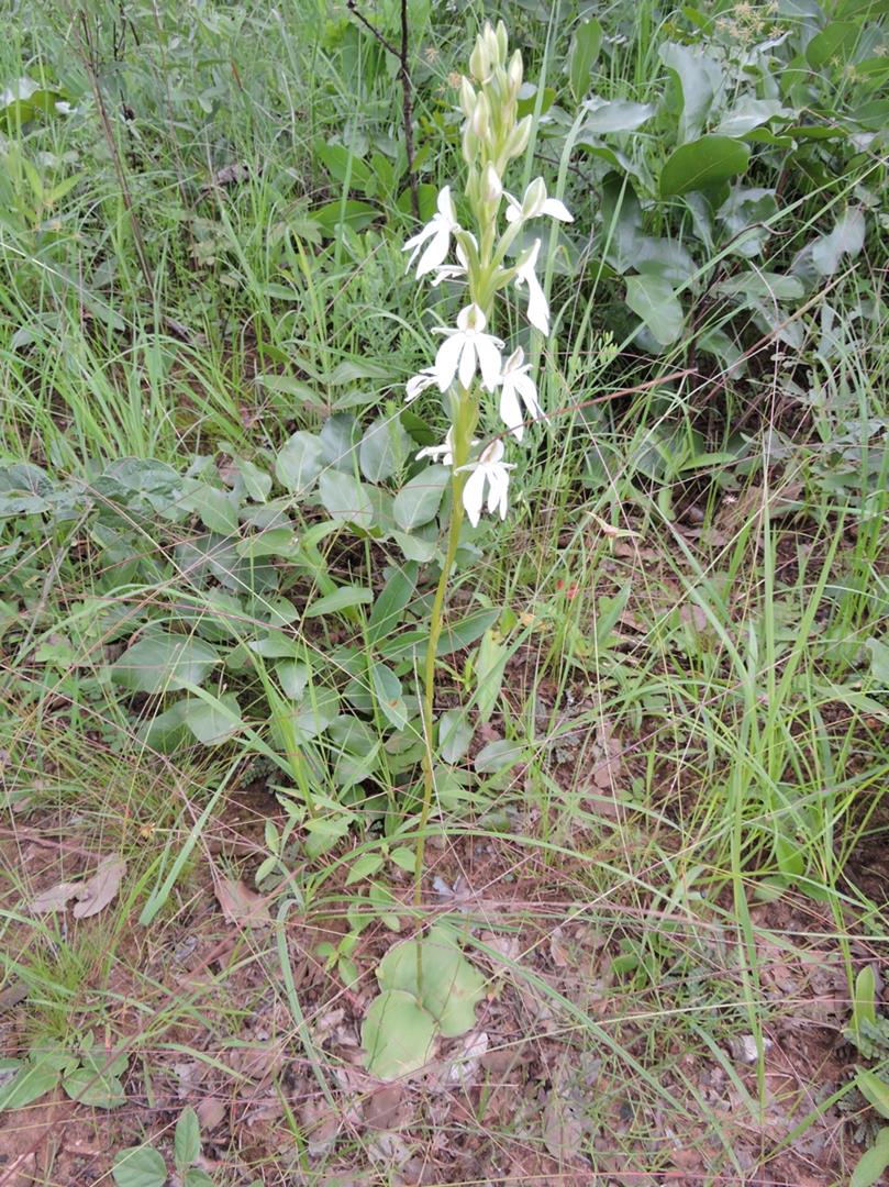 Habenaria debeerstiana