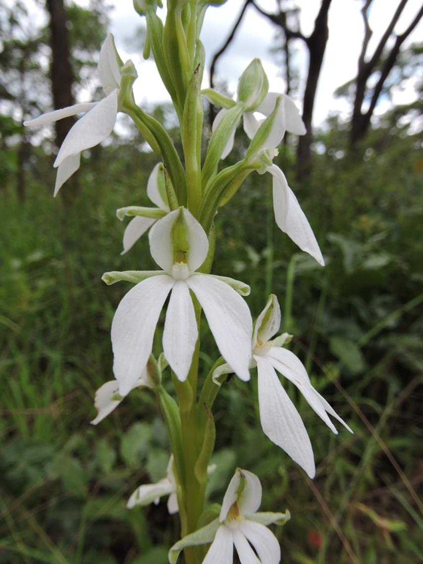 Habenaria debeerstiana