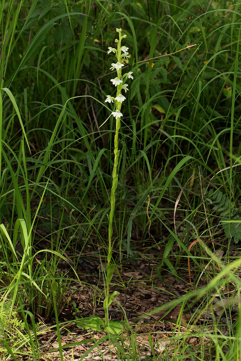 Habenaria galactantha Habenaria galactantha