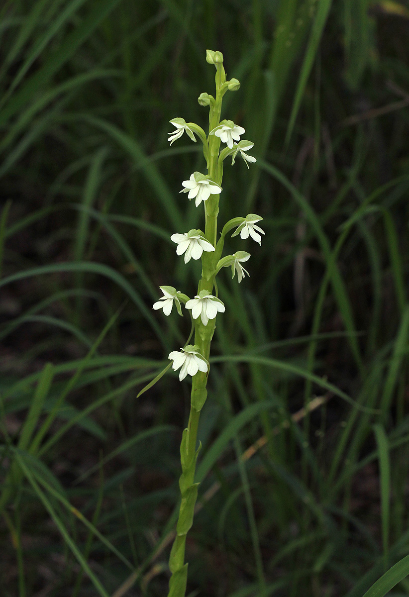 Habenaria galactantha Habenaria galactantha
