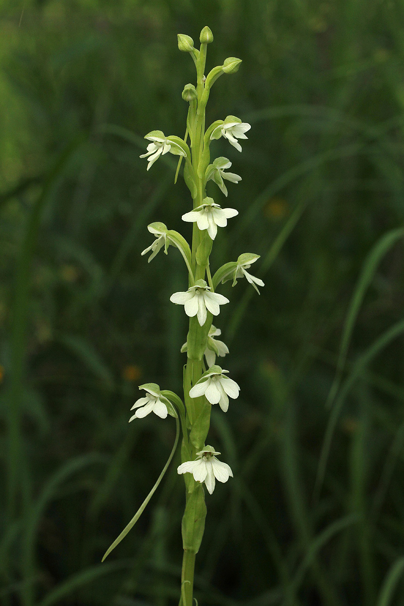 Habenaria galactantha Habenaria galactantha
