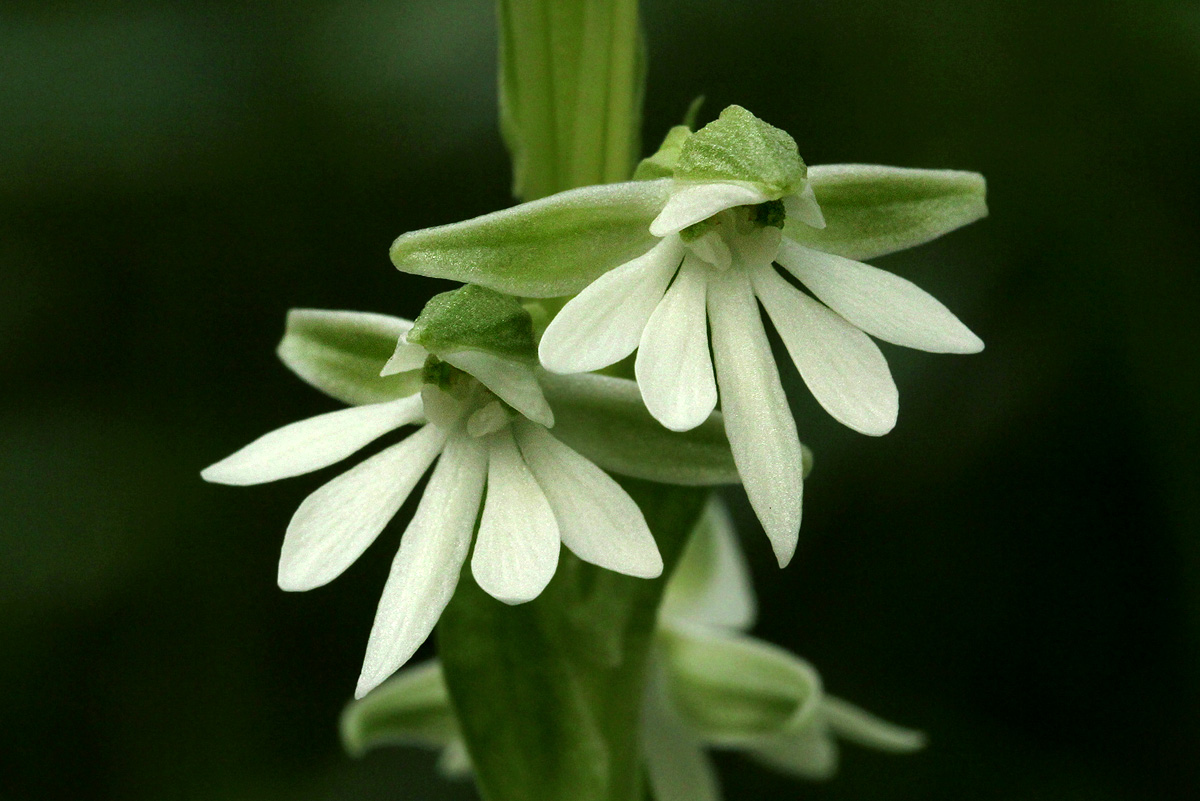 Habenaria galactantha Habenaria galactantha