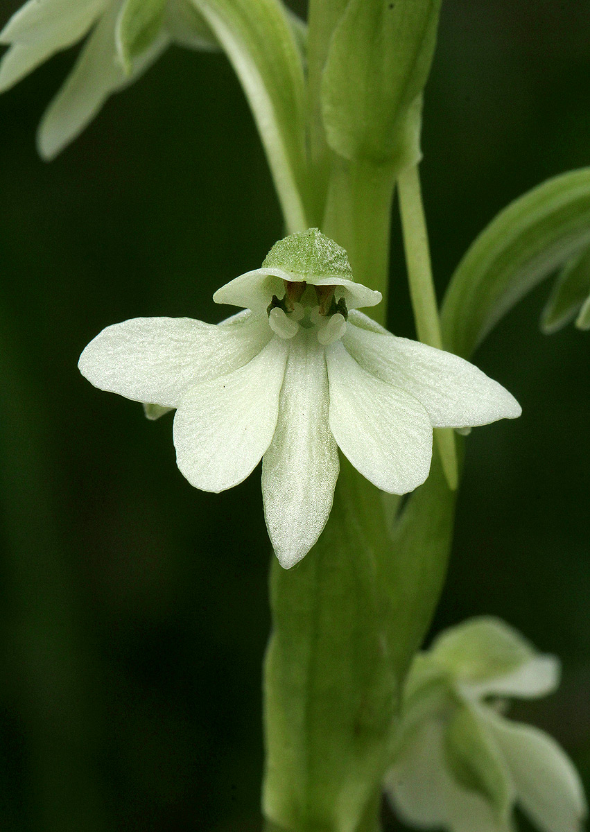 Habenaria galactantha Habenaria galactantha