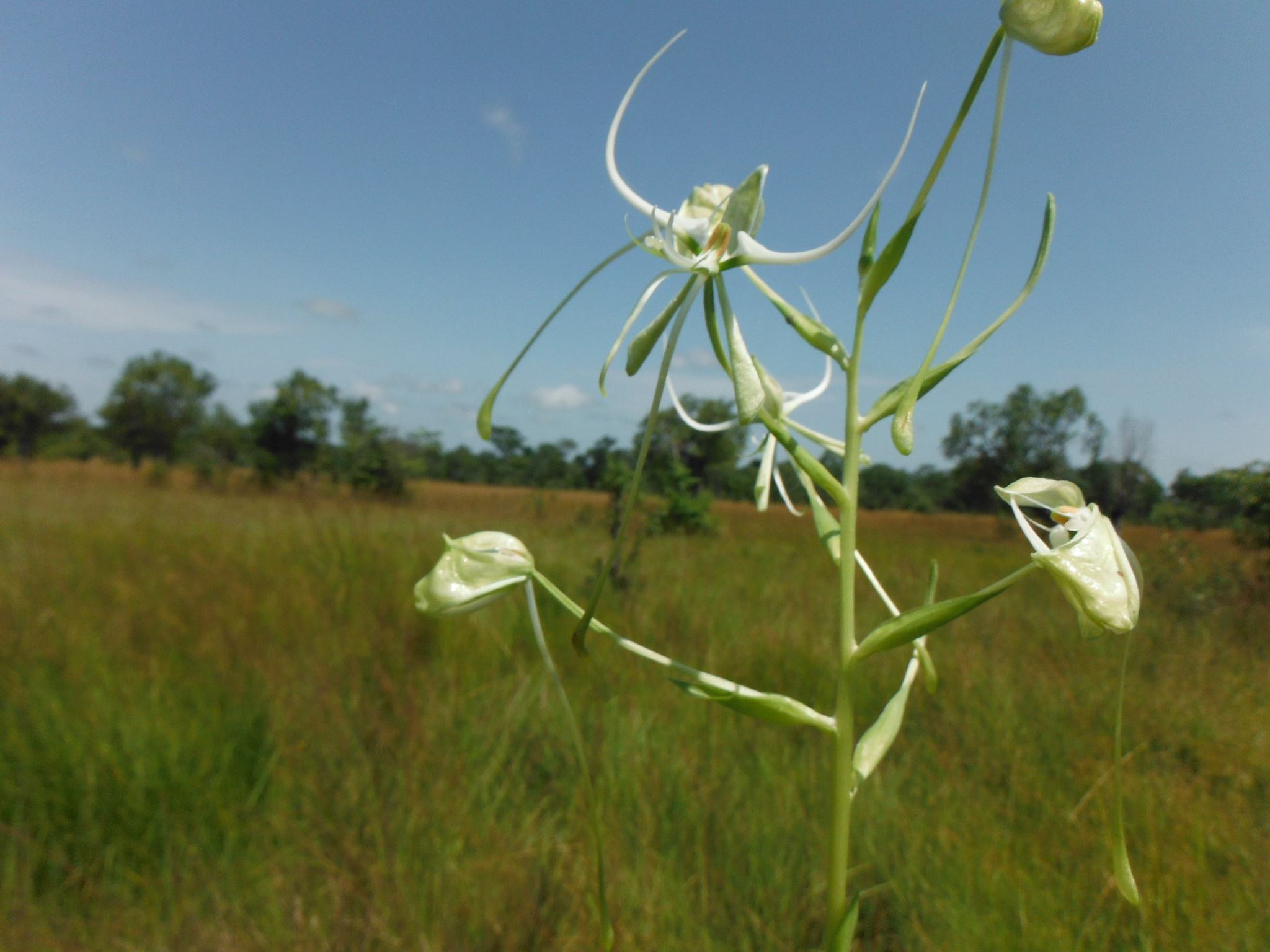 Habenaria harmsiana