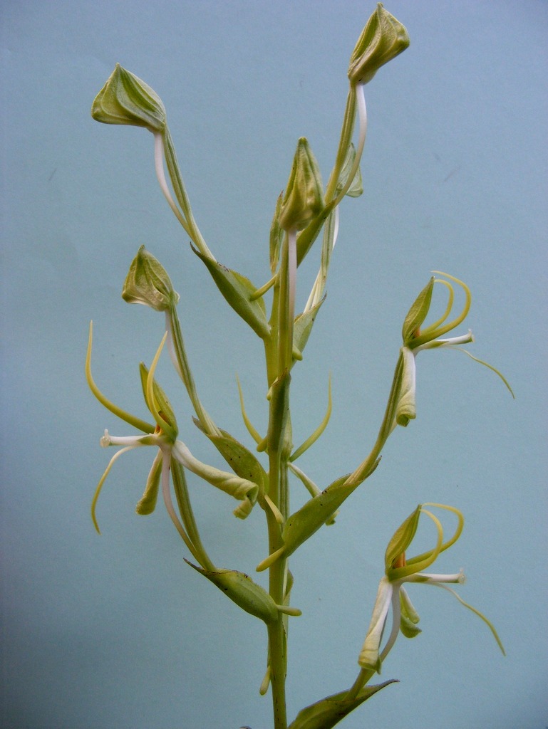Habenaria holubii