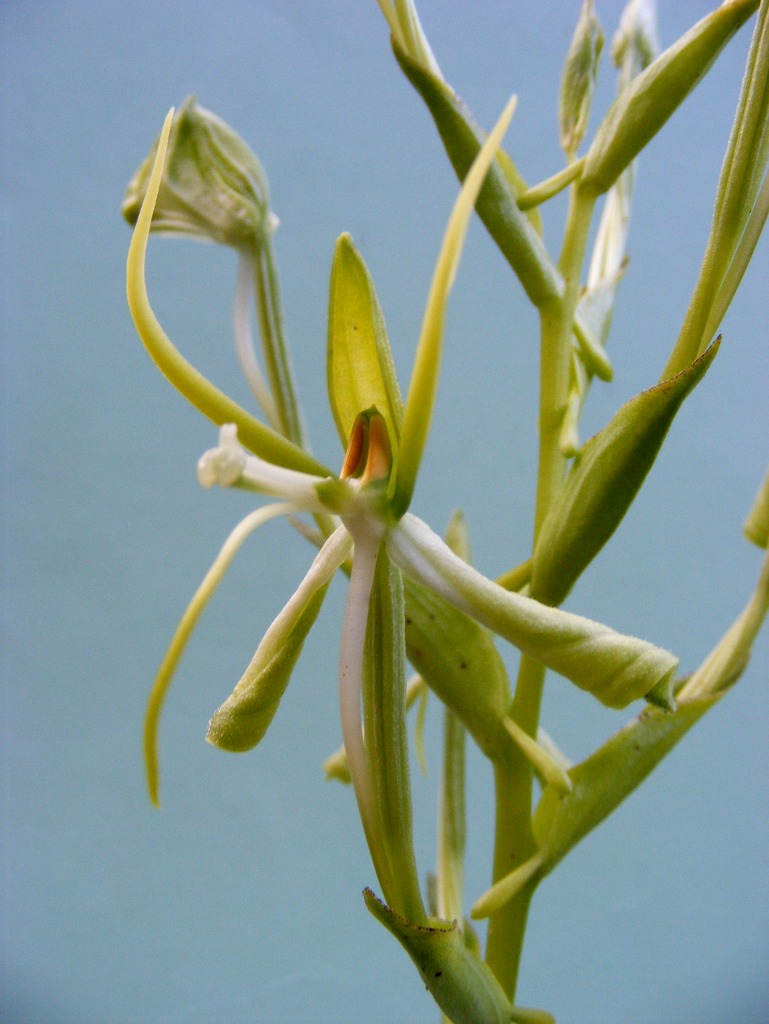 Habenaria holubii