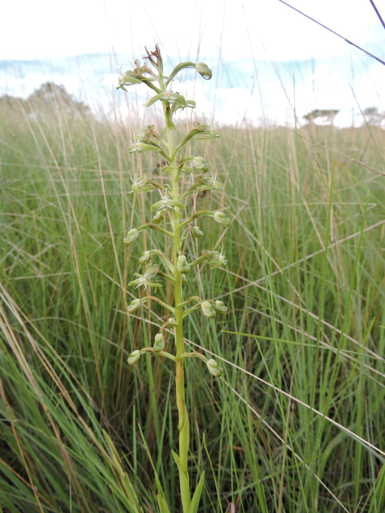 Habenaria humilior