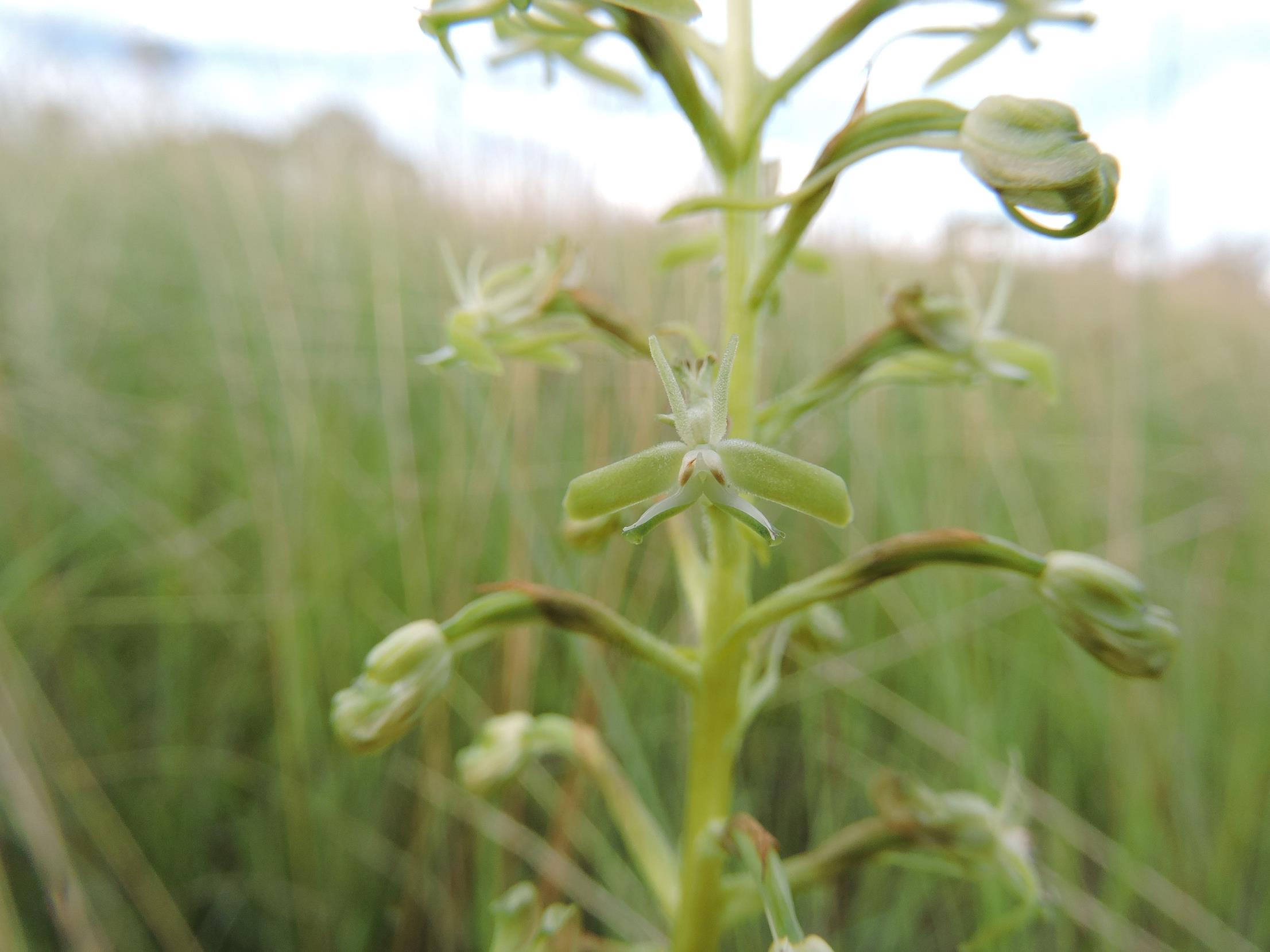 Habenaria humilior Habenaria humilior