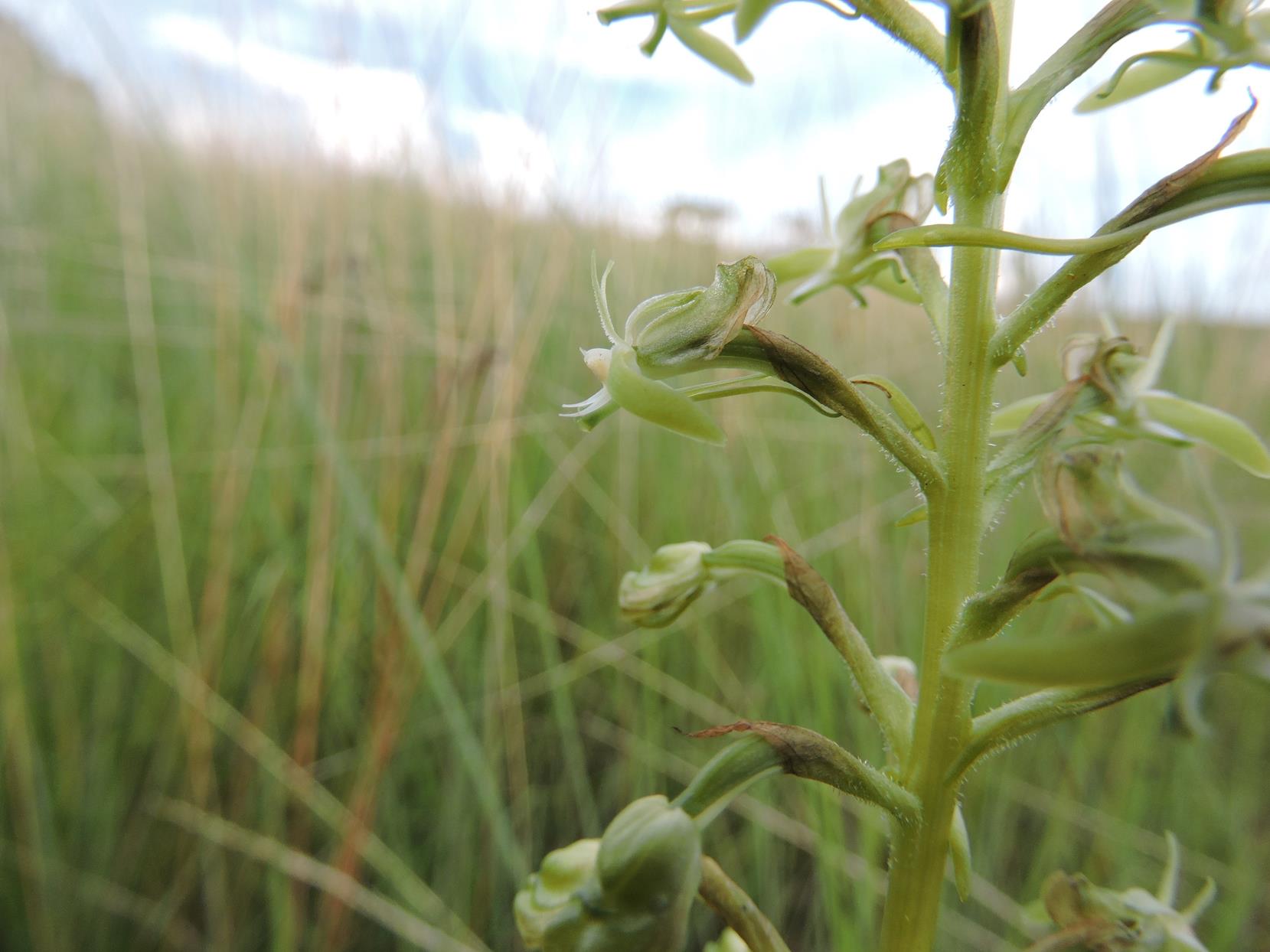 Habenaria humilior