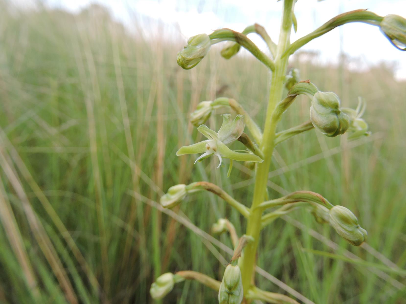 Habenaria humilior