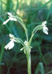 Habenaria macrura