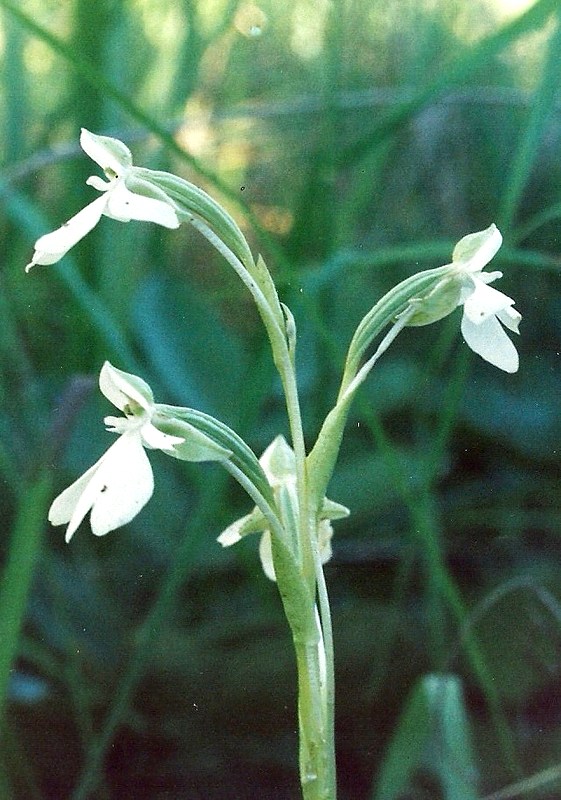 Habenaria macrura