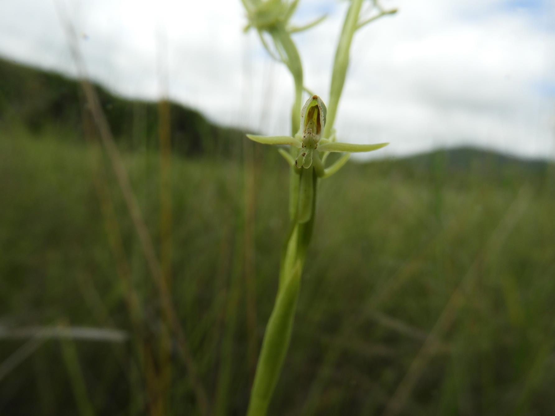 Habenaria magnirostris
