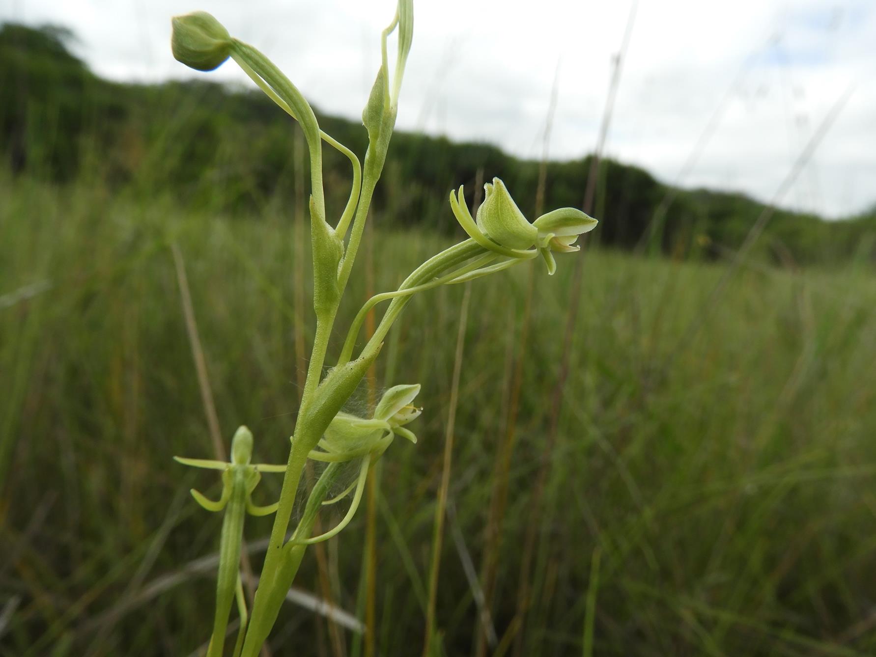 Habenaria magnirostris