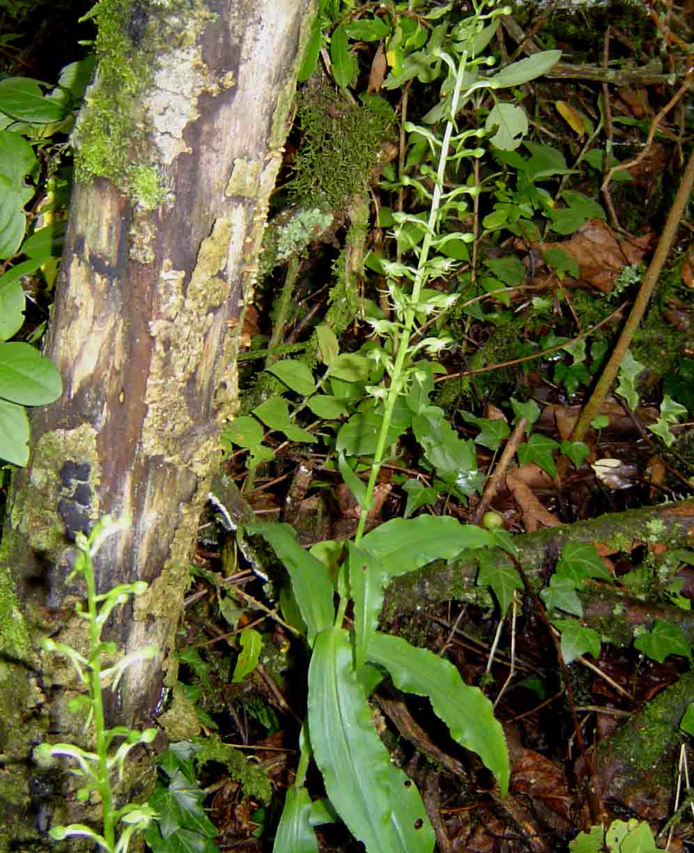 Habenaria malacophylla