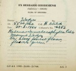 Habenaria malacophylla