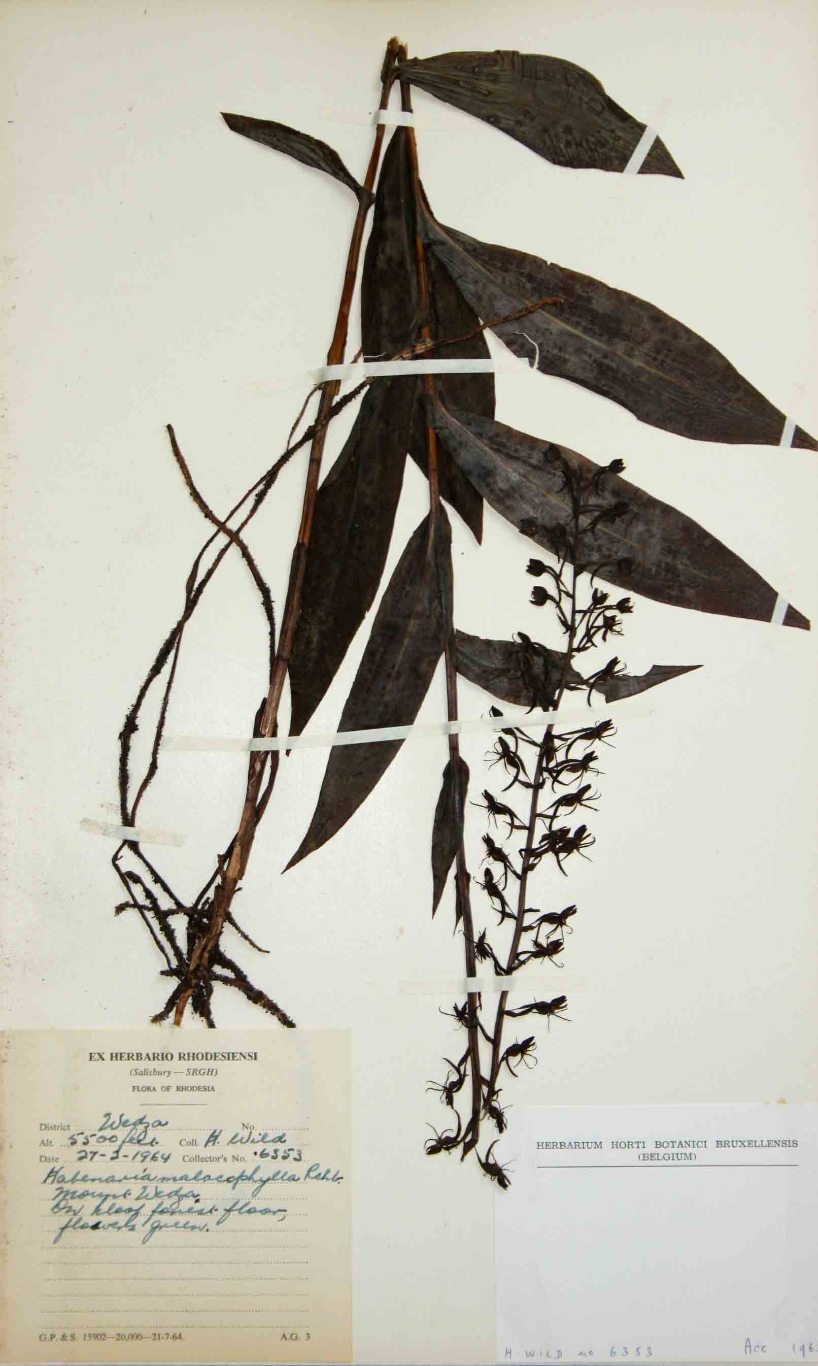 Habenaria malacophylla
