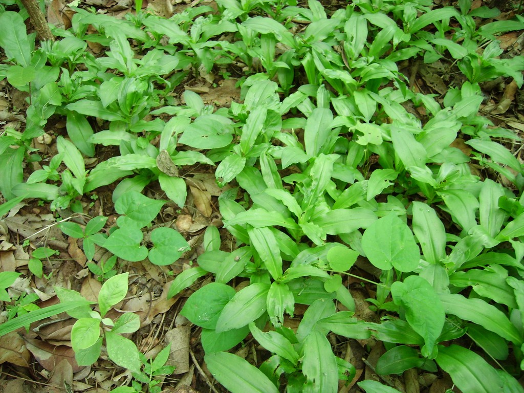 Habenaria malacophylla