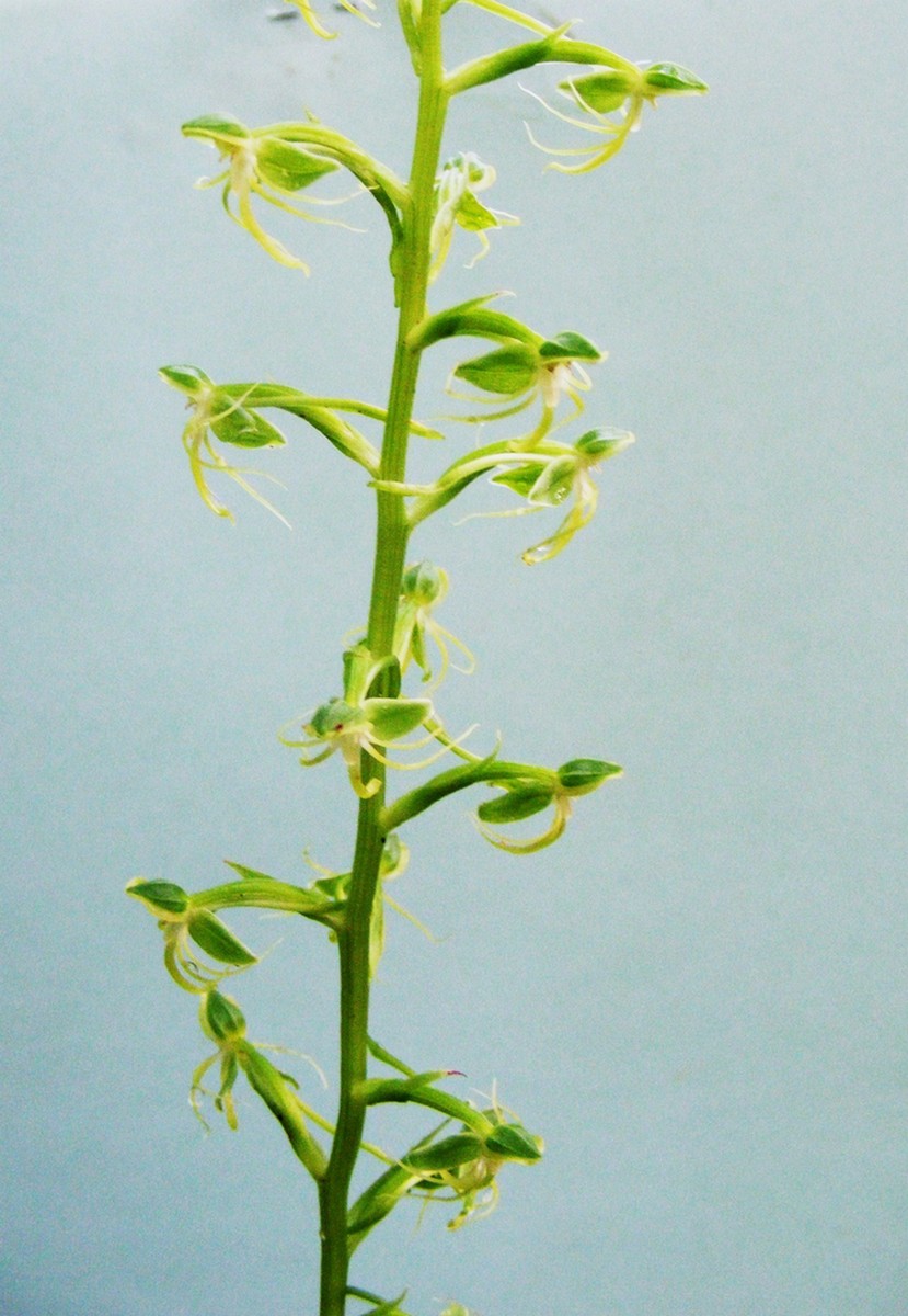 Habenaria malacophylla