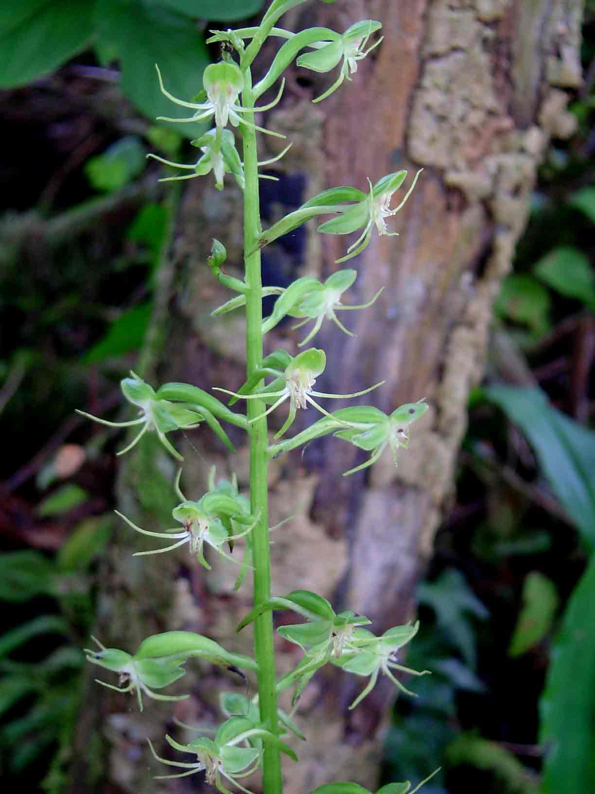 Habenaria malacophylla