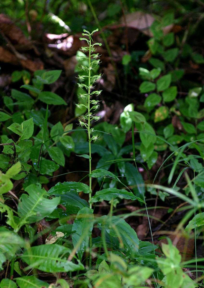Habenaria malacophylla