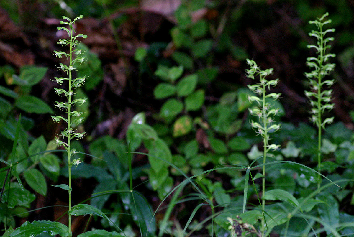 Habenaria malacophylla
