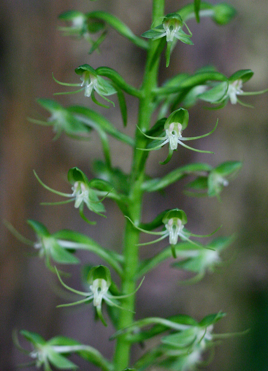 Habenaria malacophylla