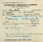 Habenaria malacophylla