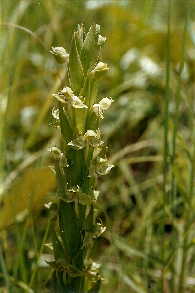 Habenaria njamnjamica