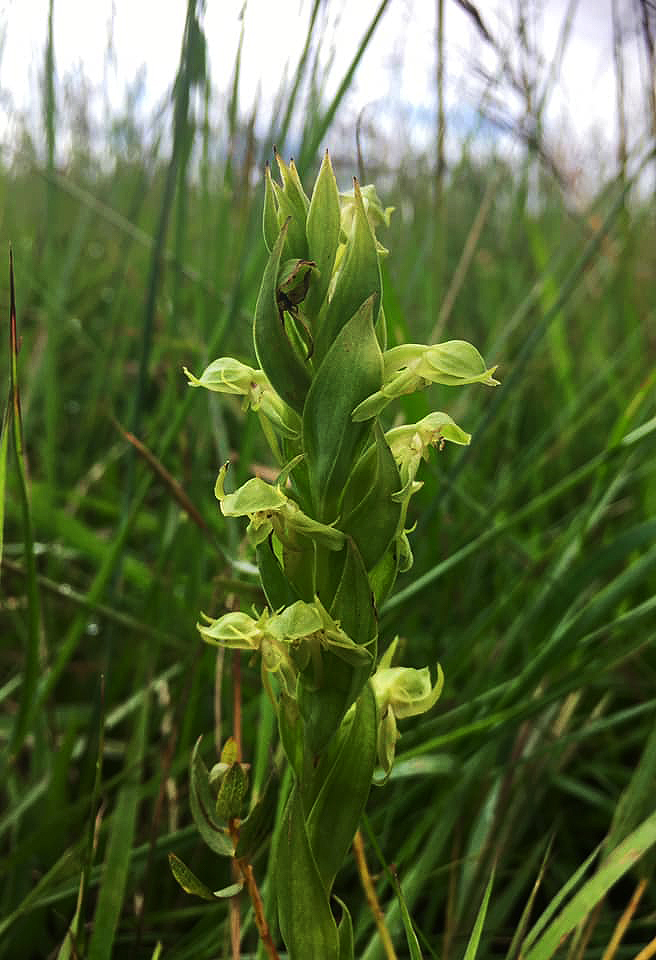 Habenaria njamnjamica